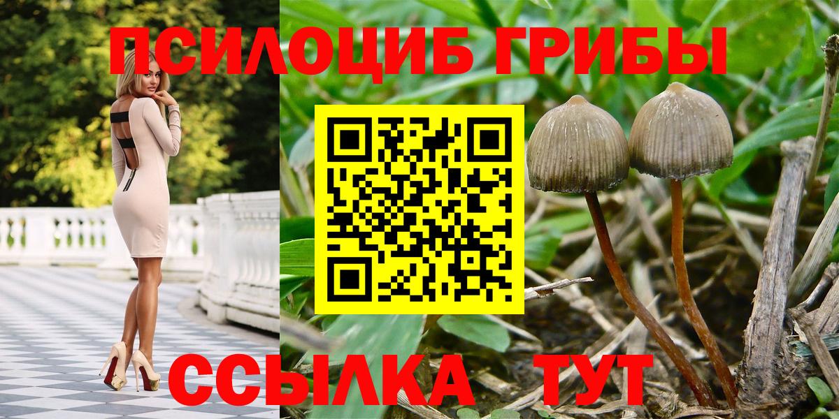 Галлюциногенные грибы Psilocybe Каменск-Уральский